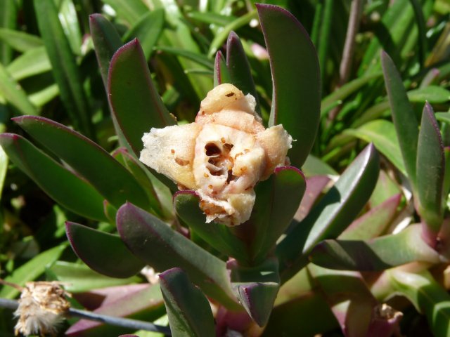 Peeled Pig face fruit